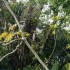 T COMME TORTUGUERO - COSTA RIC