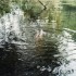 T COMME TORTUGUERO - COSTA RIC