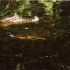 T COMME TORTUGUERO - COSTA RIC