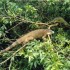 T COMME TORTUGUERO - COSTA RIC