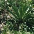 T COMME TORTUGUERO - COSTA RIC