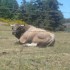 L'AUBRAC TERRE DE BASALTE...