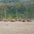 L'AUBRAC TERRE DE BASALTE...
