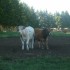 L'AUBRAC TERRE DE BASALTE...