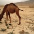 P COMME PALMYRE - SYRIE