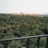 P COMME PALMYRE - SYRIE