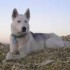 LE CHIEN GARANT DE NOTRE HUMAN