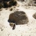 S COMME SIMON'S TOWN - AFRIQUE