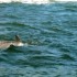 P COMME PLETTENBERG BAY - AFRI