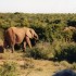 A COMME ADDO - AFRIQUE DU SUD