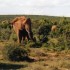 A COMME ADDO - AFRIQUE DU SUD