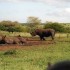 A COMME ADDO - AFRIQUE DU SUD