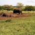 A COMME ADDO - AFRIQUE DU SUD