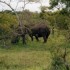 A COMME ADDO - AFRIQUE DU SUD