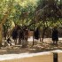 U COMME HLUHLUWE - AFRIQUE DU 