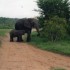 K COMME KRUGER - SWAZILAND