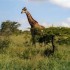 K COMME KRUGER - SWAZILAND
