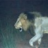 C COMME PARC CHOBE - BOTSWANA