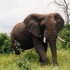 C COMME PARC CHOBE, SUITE - BO