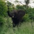 C COMME PARC CHOBE, SUITE - BO