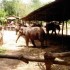 S COMME SAYOK ELEPHANT PARK - 