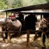S COMME SAYOK ELEPHANT PARK - 