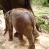 S COMME SAYOK ELEPHANT PARK - 