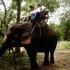 S COMME SAYOK ELEPHANT PARK - 