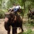 S COMME SAYOK ELEPHANT PARK - 