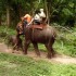 S COMME SAYOK ELEPHANT PARK - 