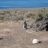 P COMME PUNTA TOMBO - ARGENTIN