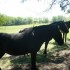 P COMME PAMPA - ARGENTINE