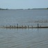 P COMME PAMPA - ARGENTINE