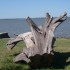 P COMME PAMPA - ARGENTINE