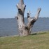 P COMME PAMPA - ARGENTINE