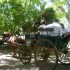P COMME PAMPA -  EQUITATION, B