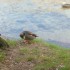P COMME PONT EN ROYAN - LA BOU
