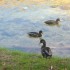 P COMME PONT EN ROYAN - LA BOU