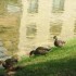 P COMME PONT EN ROYAN - LA BOU