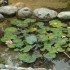 J COMME JARDIN DES FONTAINES P