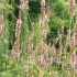 J COMME JARDIN DES FONTAINES P