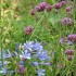 J COMME JARDIN DES FONTAINES P