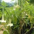 J COMME JARDIN DES FONTAINES P
