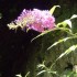 J COMME JARDIN DES FONTAINES P