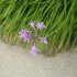 J COMME JARDIN DES FONTAINES P
