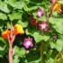 J COMME JARDIN DES FONTAINES P