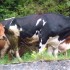 L COMME LEONCEL - ISERE - FRAN