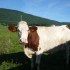 E COMME EVOSGES (2) - AIN - FR