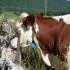 E COMME EVOSGES (2) - AIN - FR