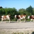 E COMME EVOSGES (2) - AIN - FR